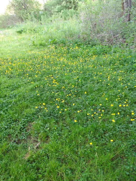 Kellettville Recreation Area Campground 4