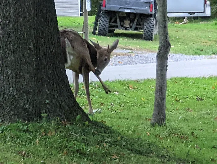 Kellettville Recreation Area Campground 7