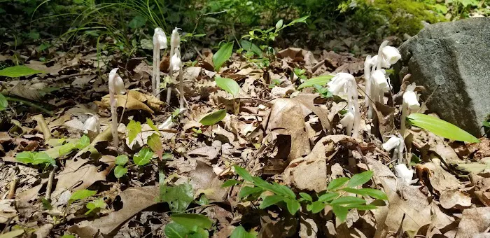 Hooks Brook Campground 0