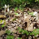 Hooks Brook Campground