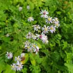 Tracy Ridge Campground