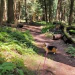 Ridge Campground At Cook Forest