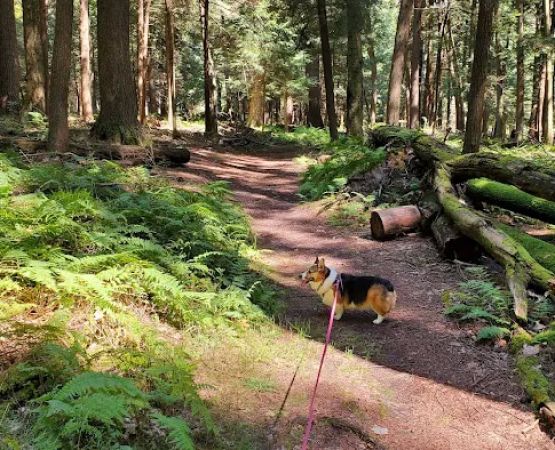 Ridge Campground At Cook Forest