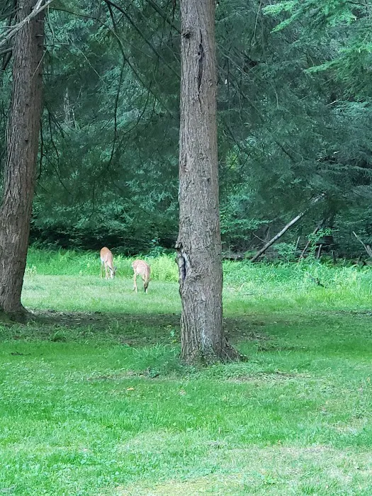 Ridge Campground At Cook Forest 5