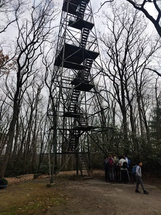 Cook Forest Group Sites 8