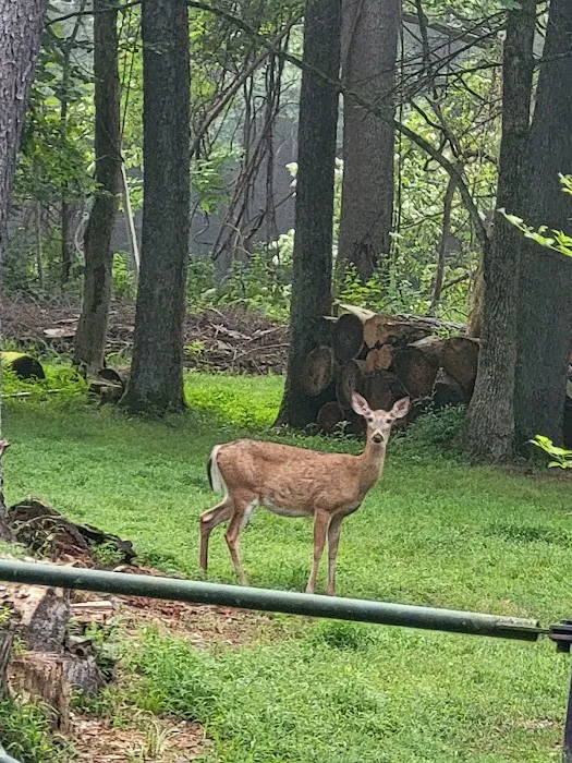 Clarion River Campground 4
