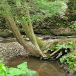 Wildwood Acres Campground