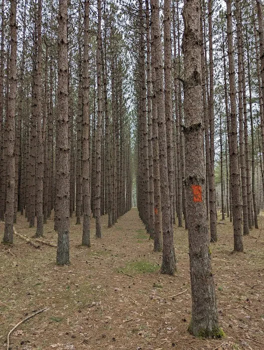 Tionesta Recreation Area Campground 6