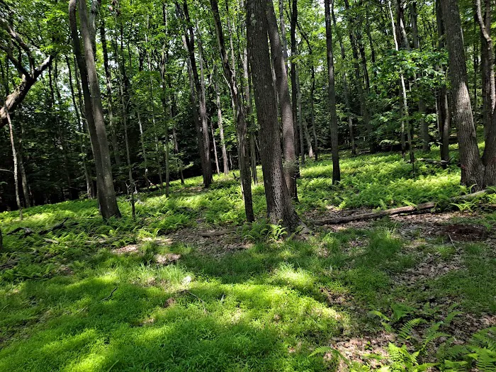 Cook Forest Scenic Trailride, Dude Ranch, and Campground 7