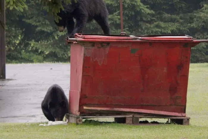 Black Bear Campground 0