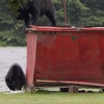 Black Bear Campground