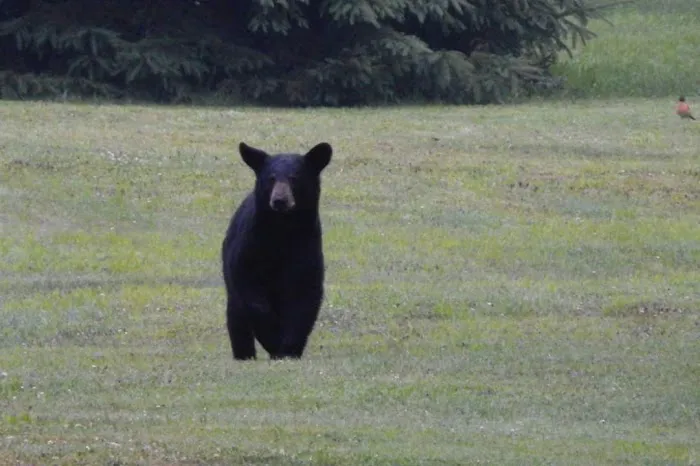 Black Bear Campground 3