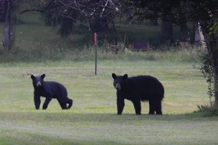 Black Bear Campground 2