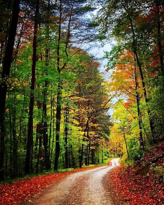 Black Bear Campground 5