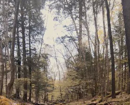 Allegany State Park Horse Camp