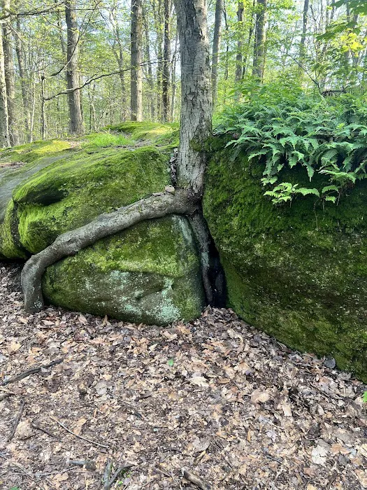 Redhouse Loop Campground 2