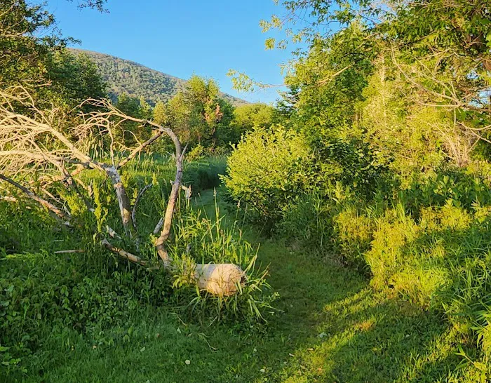 Ives Run Campground 4