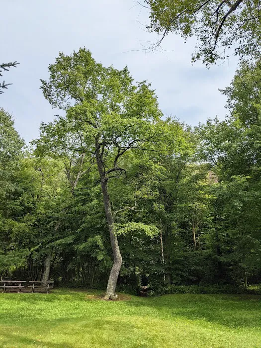County Bridge Campground 8