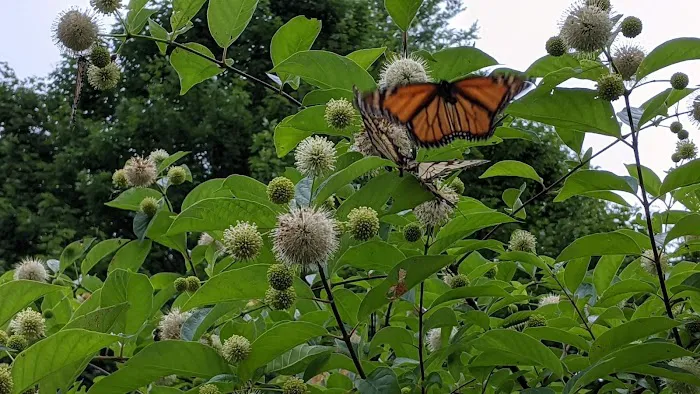 Sinnemahoning State Park Campground 3