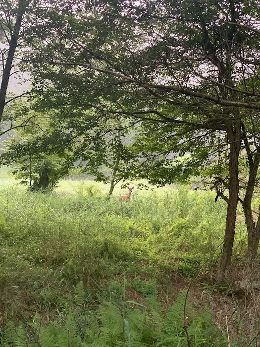 Sinnemahoning State Park Campground 9