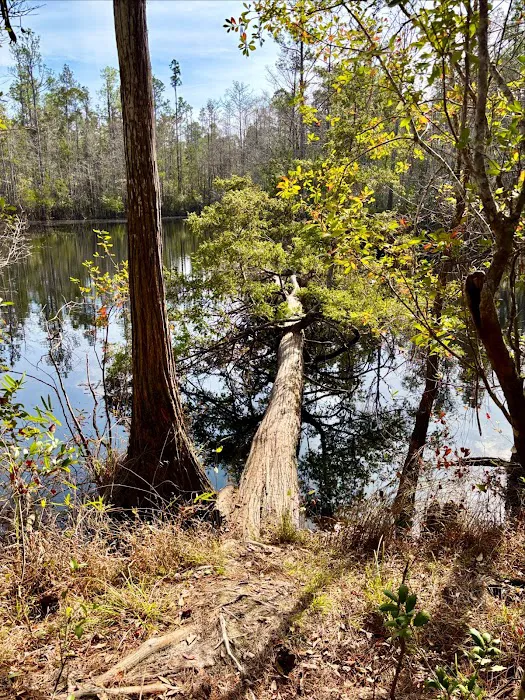 Blackwater River State Park Campground 7