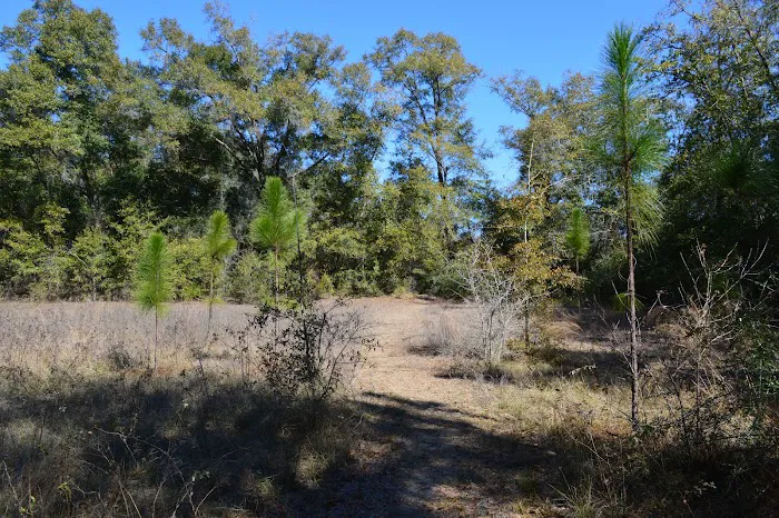 Mystic Springs Free Campground 6