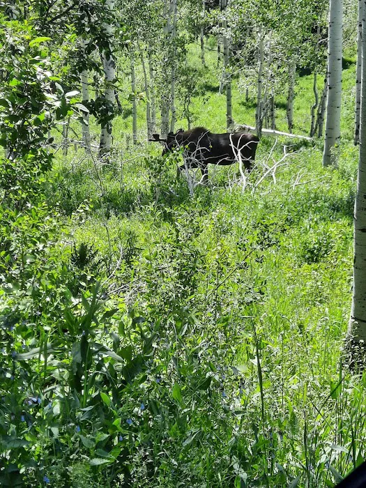 Brighton Meadows Recreation Camp 1