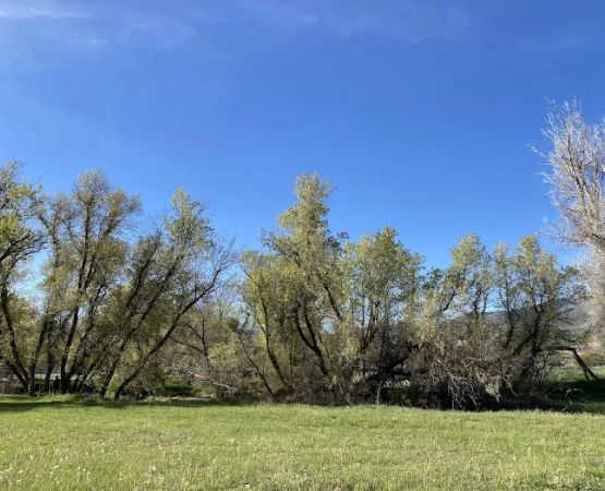 Camp Zarahemla