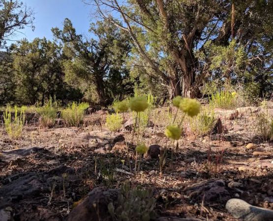 Gates Of Lodore Campground