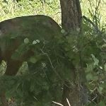 Camp Bertha Stone Reeder