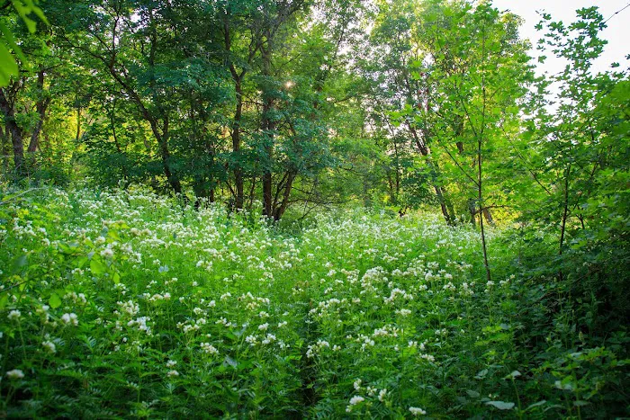 Hope Campground 8