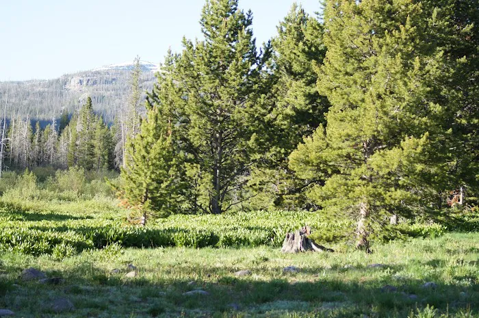 Sulphur Campground 2
