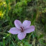 Hayden Fork Campground