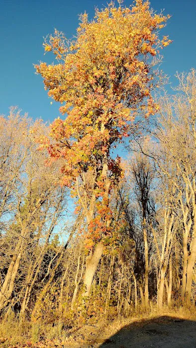 Balsam Campground 8
