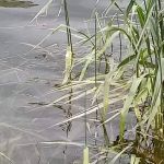 Madsen Bay Campground