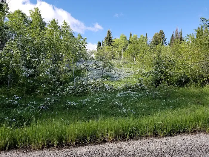 Lewis M. Turner Campground 7