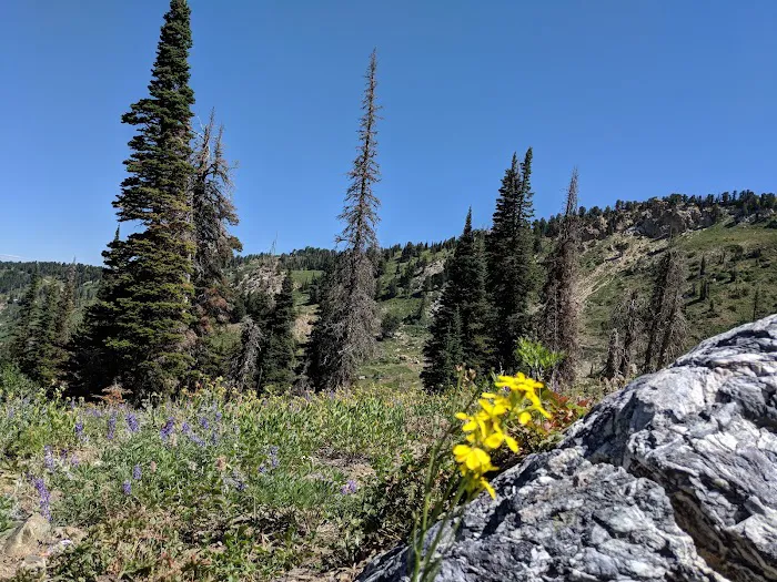 Willard Basin Campground 2