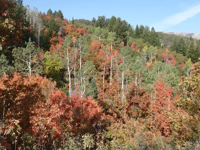 Willard Basin Campground 5