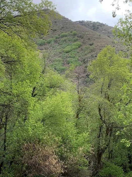 Middle Canyon Campground 7