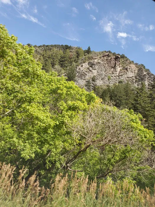 Upper Narrows Campground 6