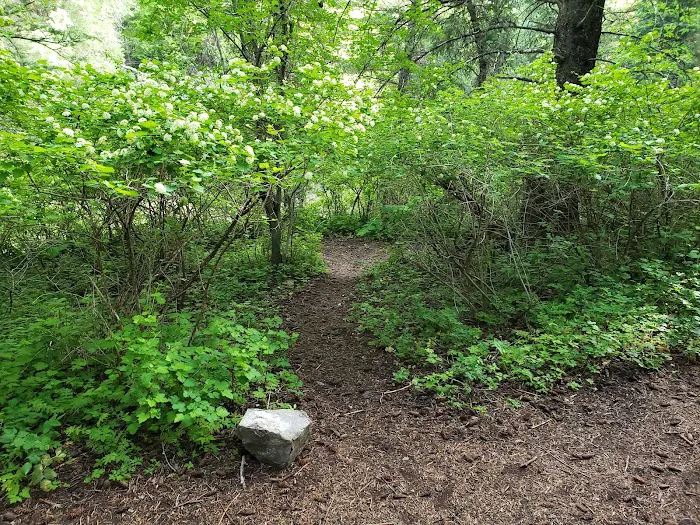 Upper Narrows Campground 3