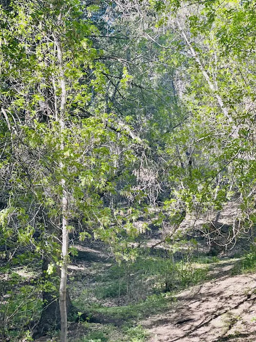 Intake Campground 9