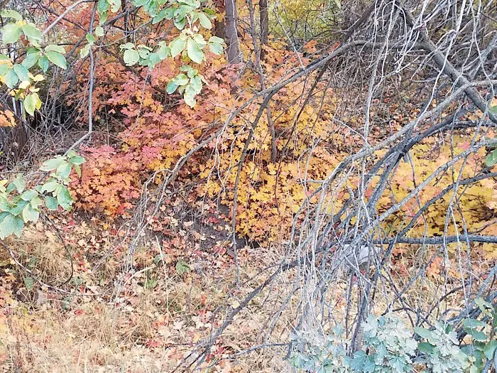 Cottonwood Campground 9