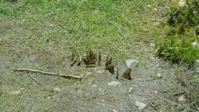 Cottonwood Campground 2