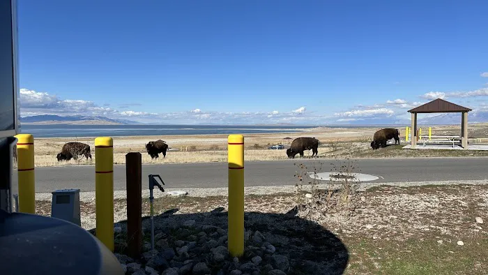 Bridger Bay Campground 4