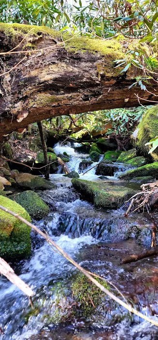 Porters Creek Trailhead Campground 5