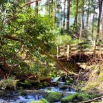 Porters Creek Trailhead Campground
