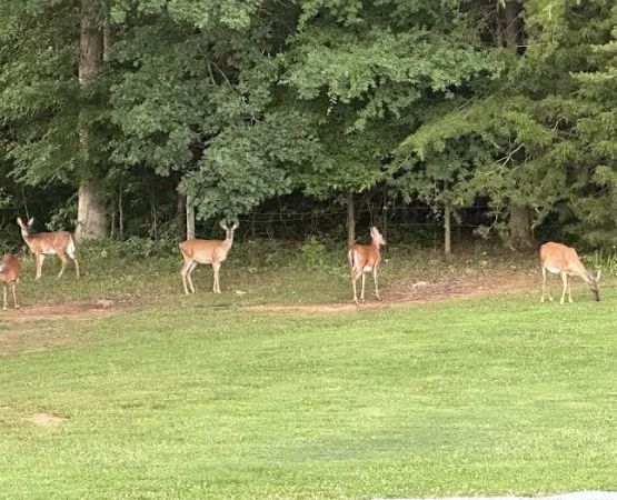 Near Lake Resort