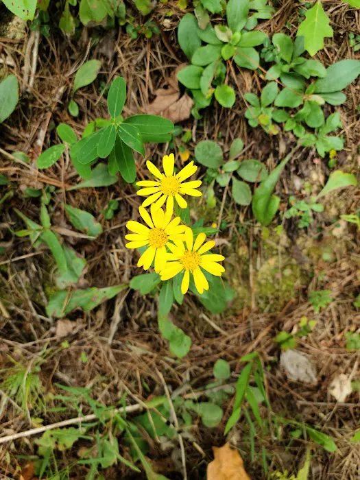 Indian Boundary Campground 8