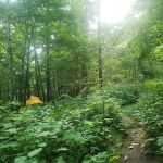 Backcountry Campsite #29